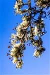 Beard lichen on Common Hawthorn , Campsie Dene Road, Blanefield