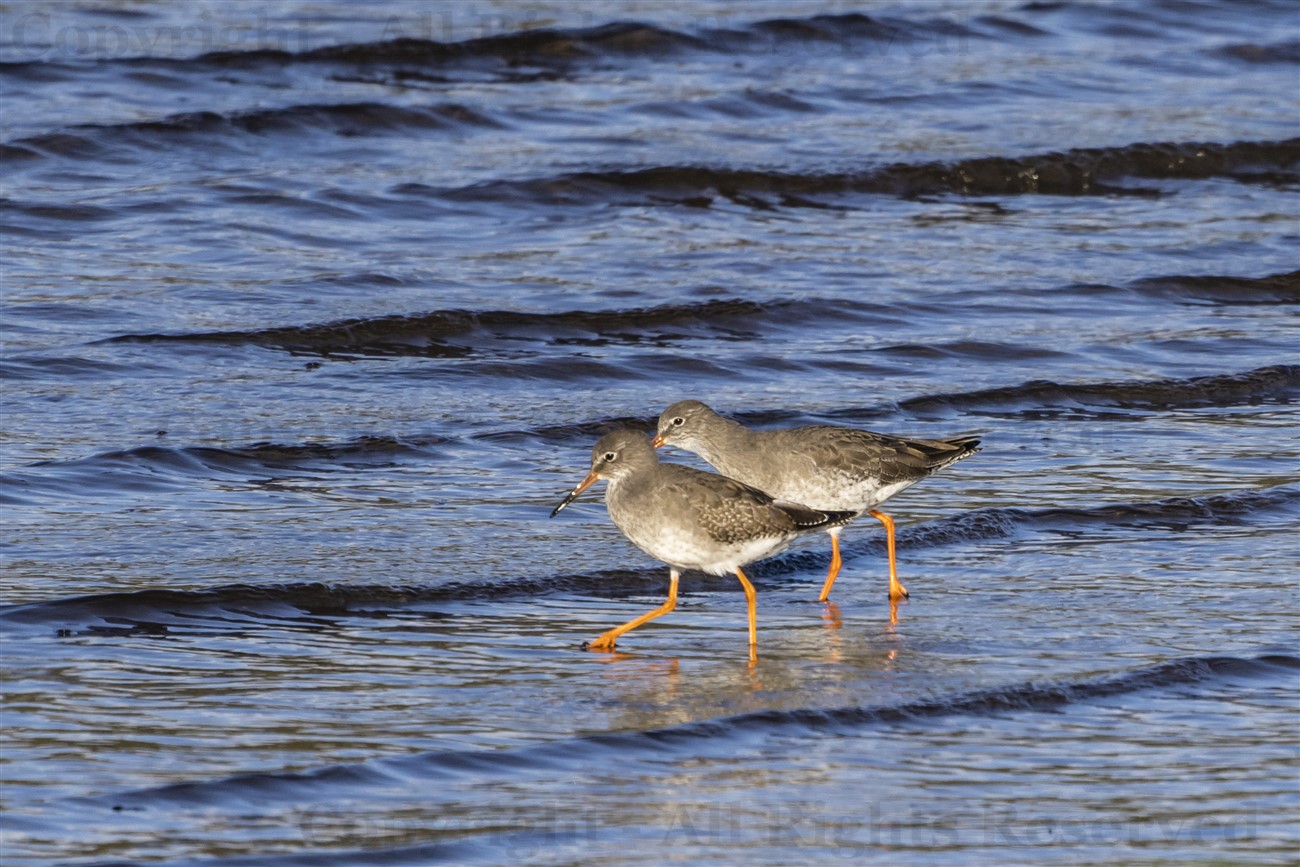 Redshank and Bar-tailed Godwit, Ardmore Point