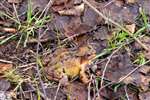 Common Frog, RSPB Baron's Haugh