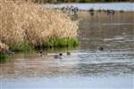 Teals, RSPB Baron's Haugh