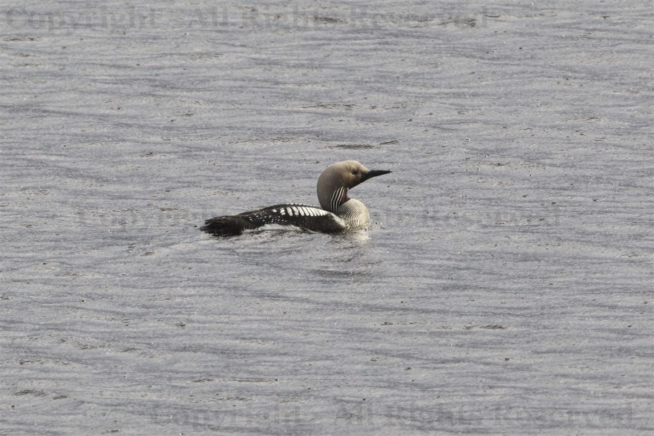 Black-throated diver, Lochs, Lewis