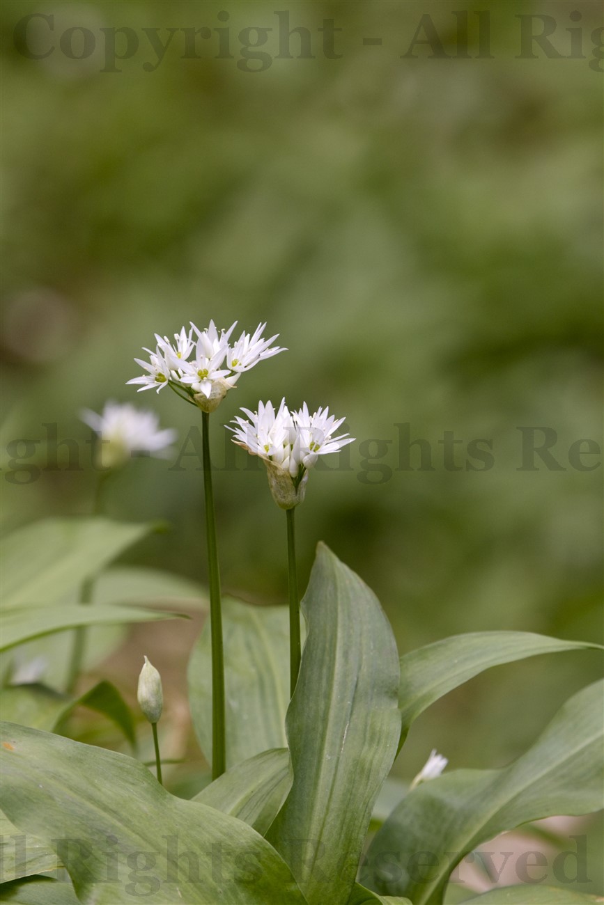 Wild garlic