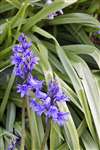 Spanish bluebell