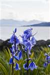 Spanish bluebell