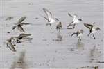 Dunlin and Sanderling