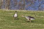 Greylag Geese
