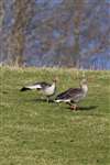 Greylag Geese
