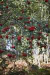 Rowan berries, Balmaha