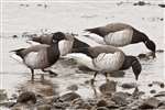 Brent Geese, Loch Ryan