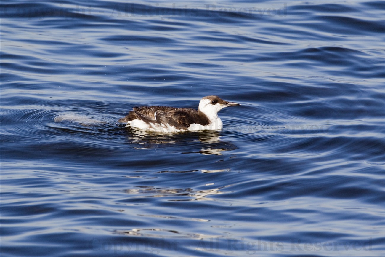 Common Guillemot, Musselburgh