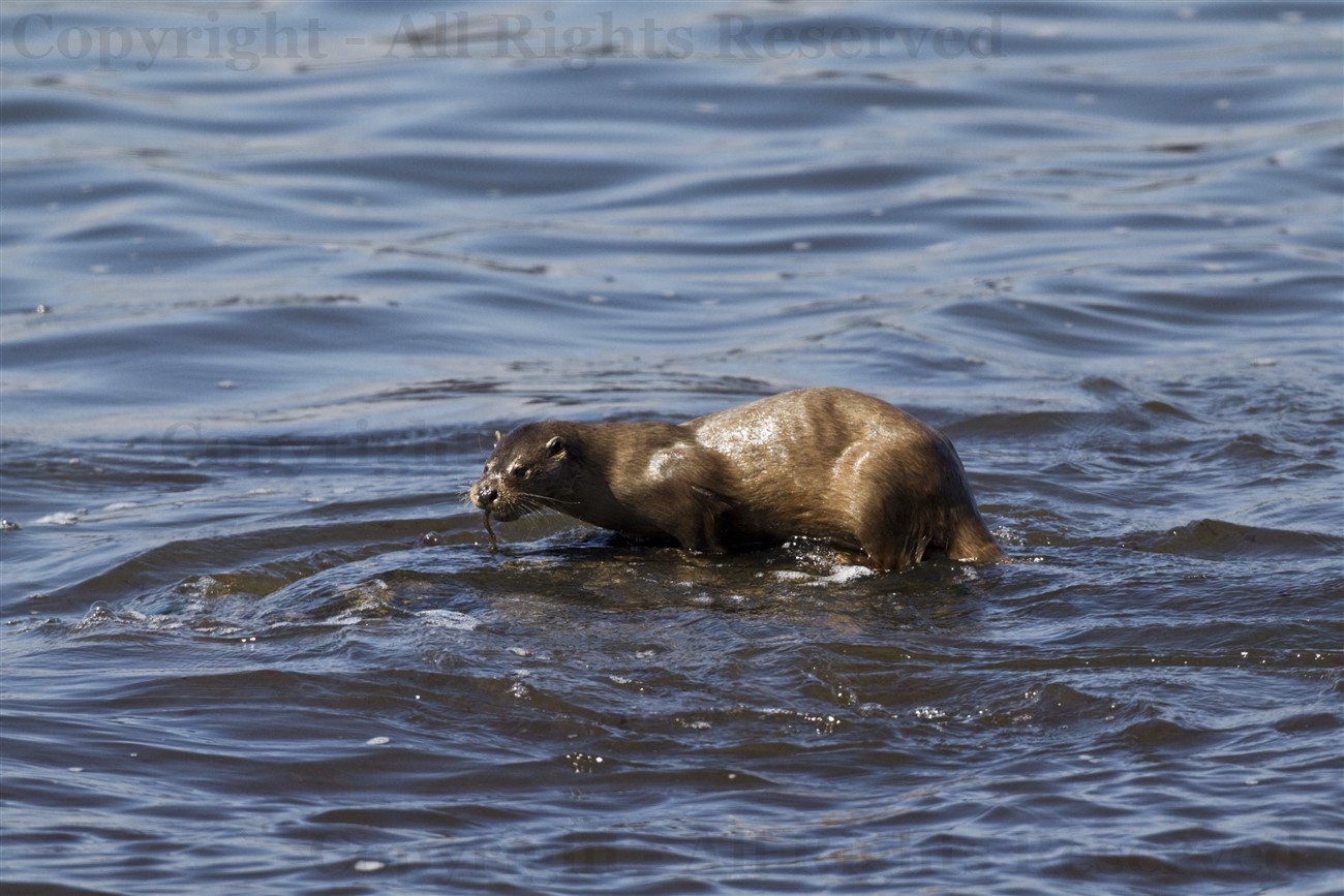 Otter eating a fish