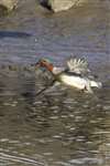 Male Teal, Kinneil