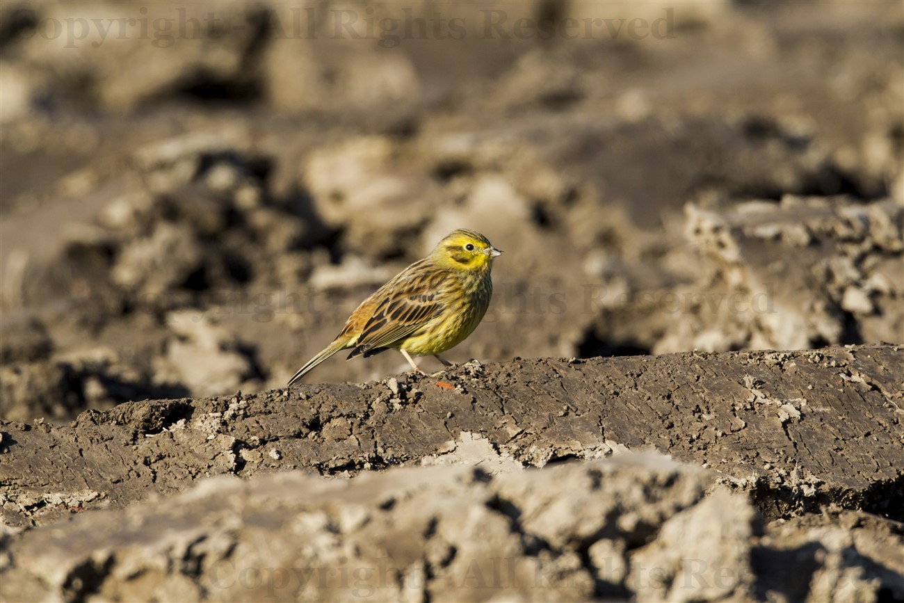 Yellowhammer on ploughed field