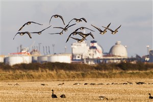 Pink-footed goose flock taking off