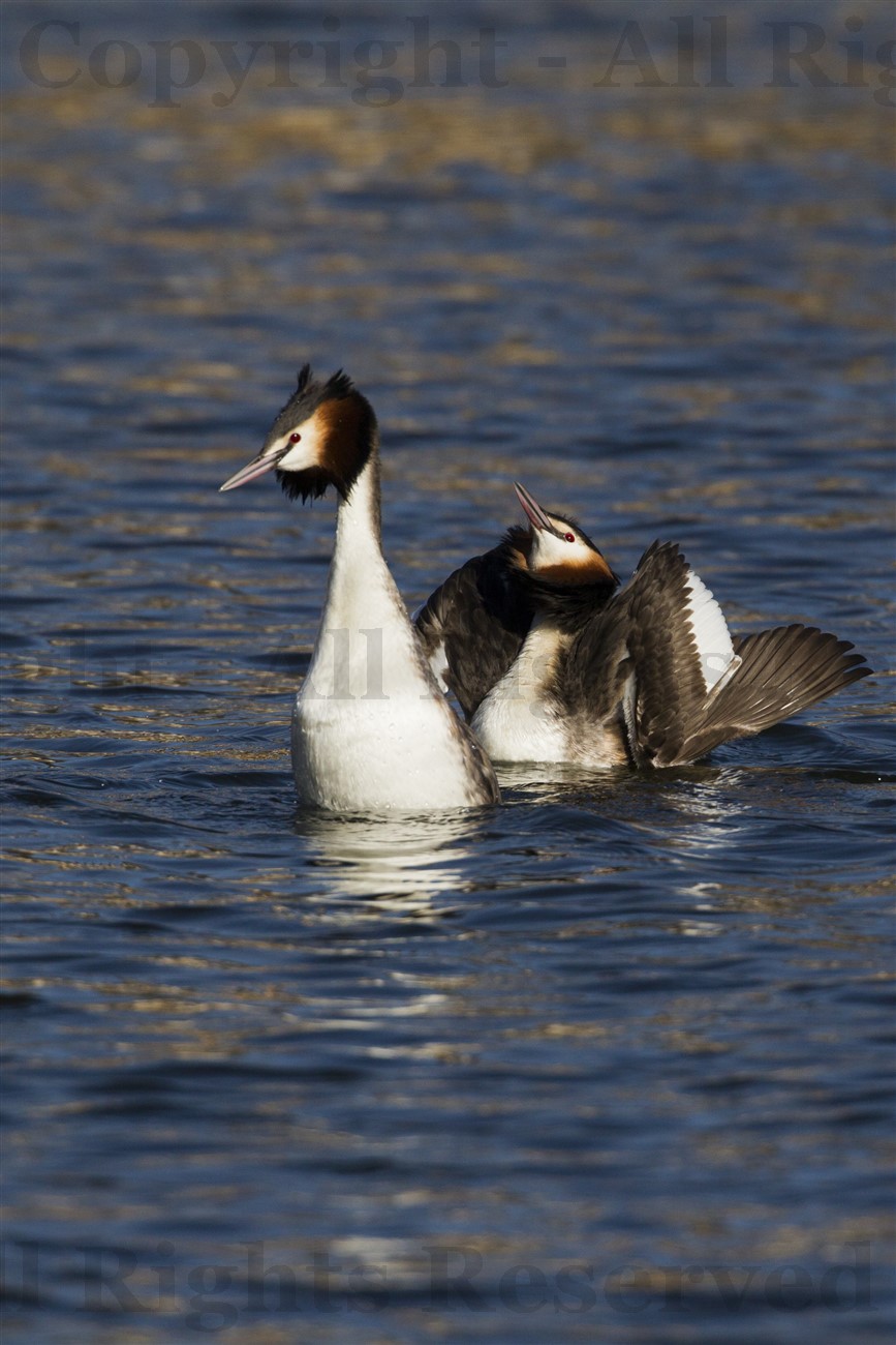 Great Crested Grebe 