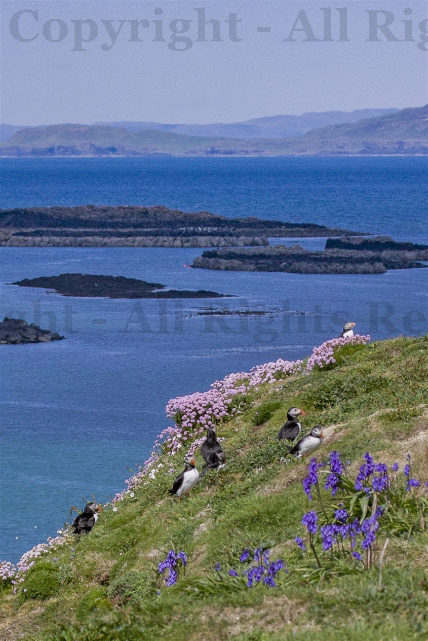 Puffins on Lunga