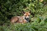 Fox on Glasgow City allotment