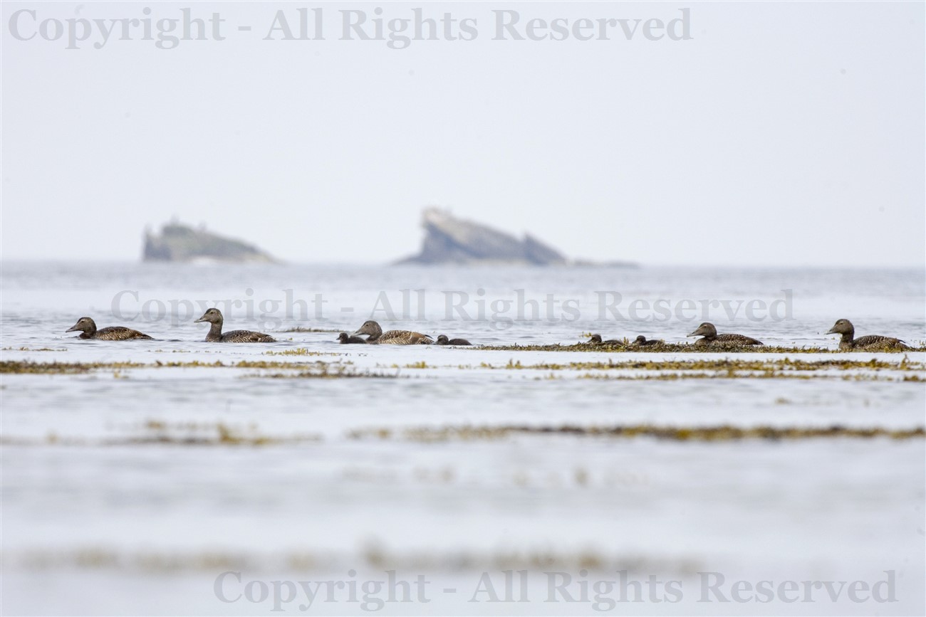 Sanda, Eider ducks and fluffy young