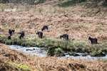 Feral goat herd