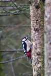 Great spotted woodpecker