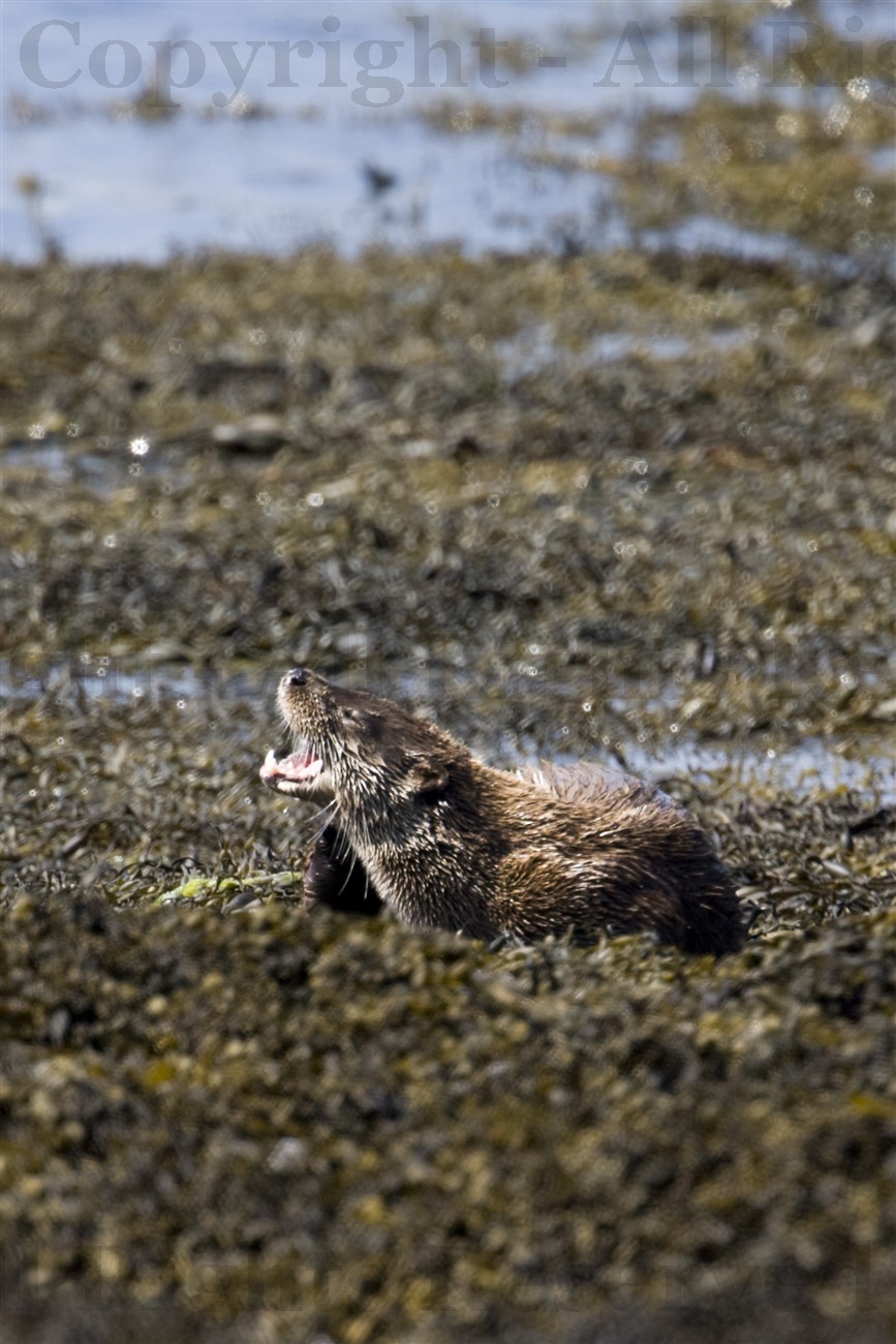 Otter on shore, Mull