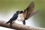 Swallow feeding young