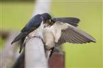 Swallow feeding young