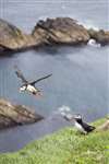 Puffin in flight