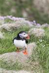 Puffin on the cliffs