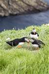 Group of Puffins greeting