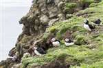 Group of Puffins