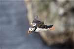 Puffin gliding, Sumburgh Head