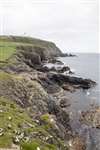 Sumburgh Head, Shetland