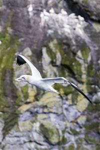 Gannet flying against Boreray, St Kilda
