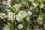 Scurvy grass, Yesnaby