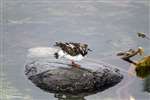 Turnstone, Skel Wick, Westray