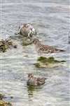 Purple sandpipers, Skel Wick, Westray