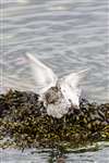 Purple sandpiper, Skel Wick, Westray