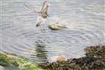 Purple sandpiper, Skel Wick, Westray