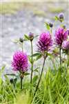 Red Clover, Shapinsay