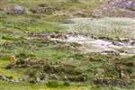 abandoned village, Mingulay, Miughlaigh, Barra, Barraigh