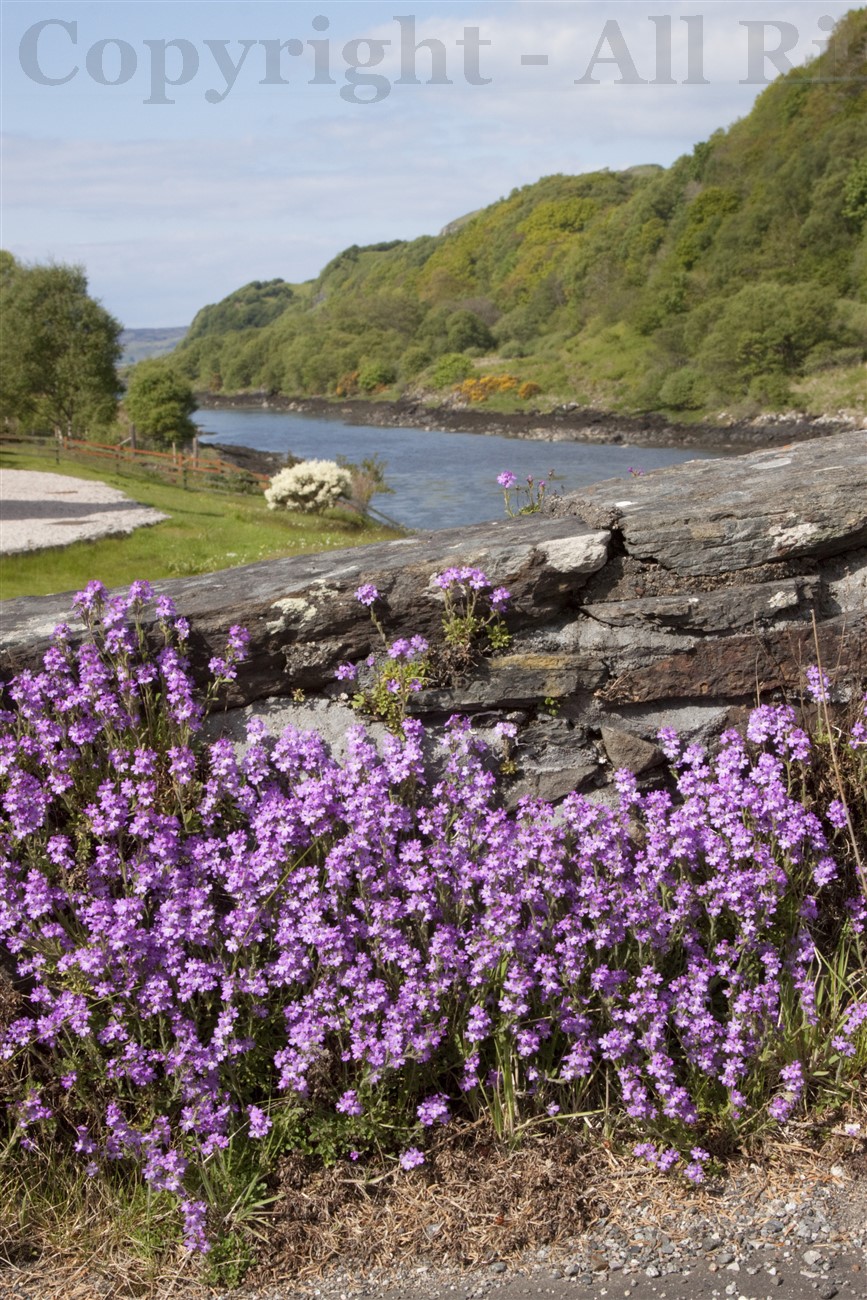 Clachan Bridge - Bridge over the Atlantic, Seil with Erinus alpinus
