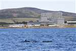 Common dolphin, Firth of Clyde