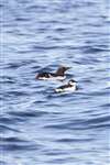 Common Guillemots, Firth of Clyde