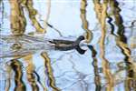 Moorhen, Glasgow