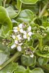 Danish Scurvy Grass