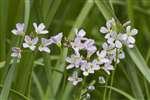 Lady's Smock or Cuckoo flower