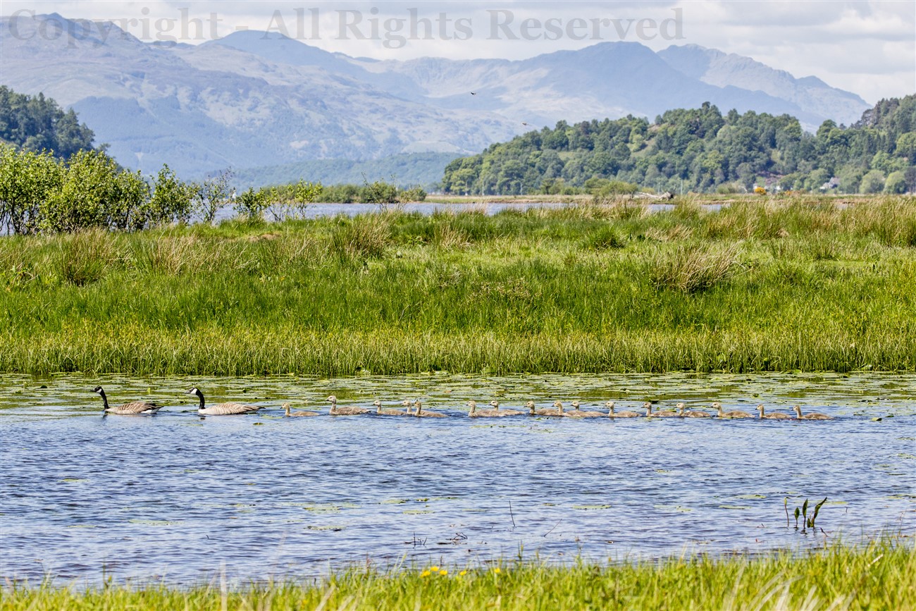 Canada geese and brood