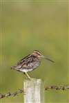 Common Snipe