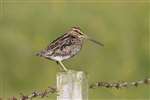 Common Snipe, South Uist